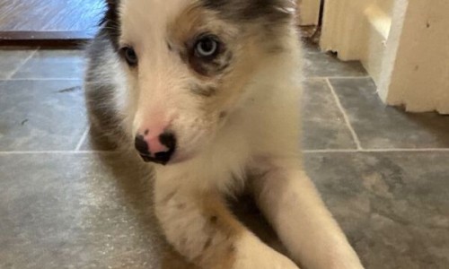 马古凸的价格-权威马古凸的正确吃法平台,分享专业马古凸炖汤的功效知识_马古凸吃法网