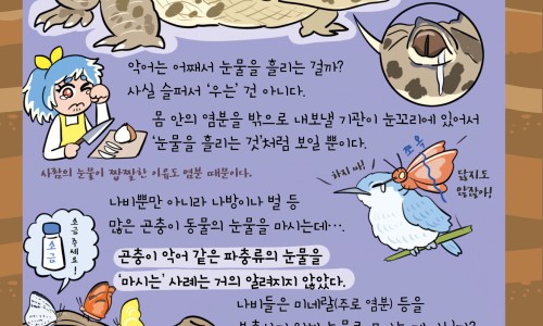 马古凸果实图片-权威马古凸的正确吃法平台,分享专业马古凸炖汤的功效知识_马古凸吃法网