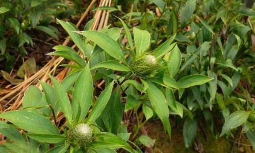 权威马古凸的正确吃法平台,分享专业马古凸炖汤的功效知识_马古凸吃法网